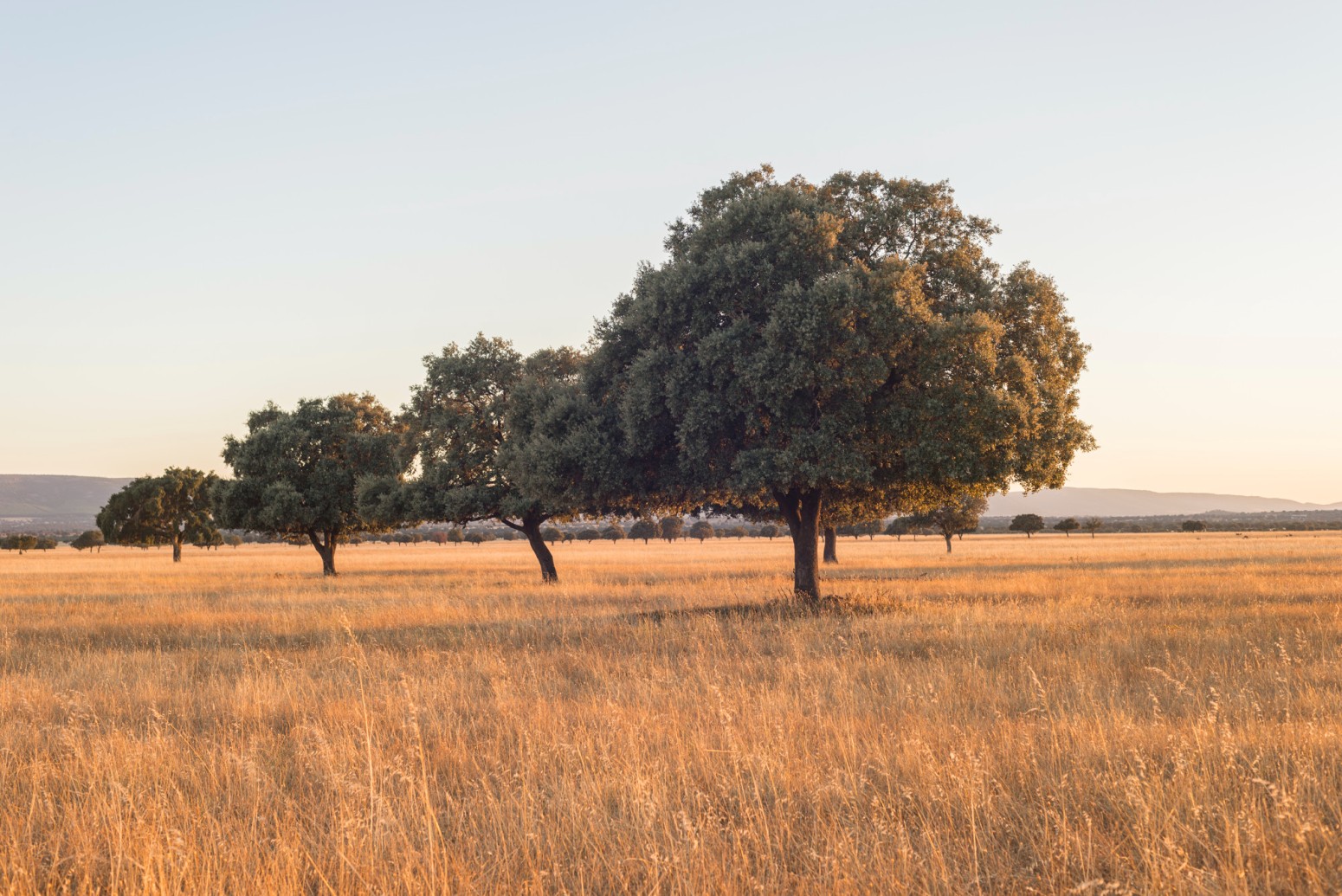 Los Guardianes de Cabañeros monoparental